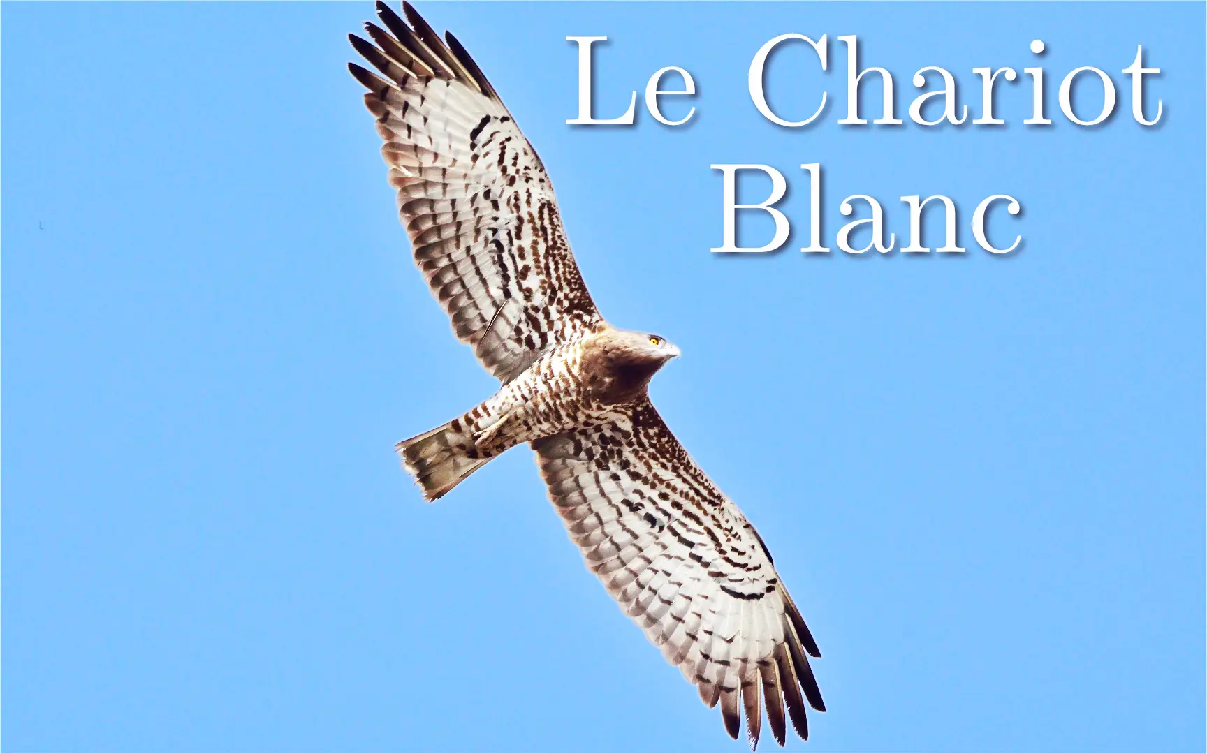 ChariotBlanc